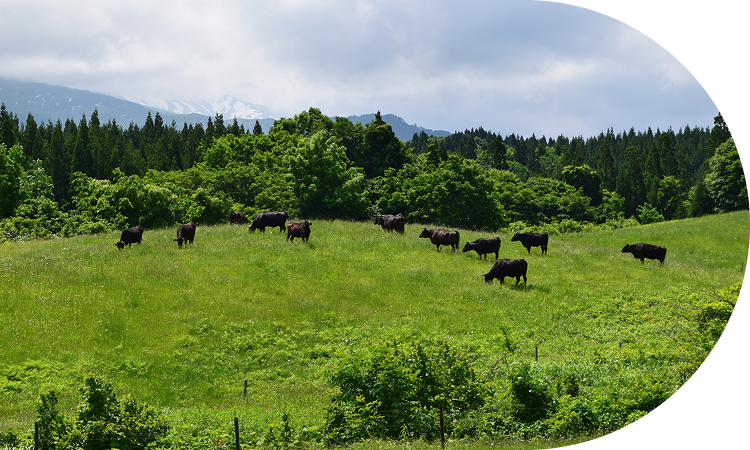寒暖差と良質な水が<br>キメコマやかな肉質を生む