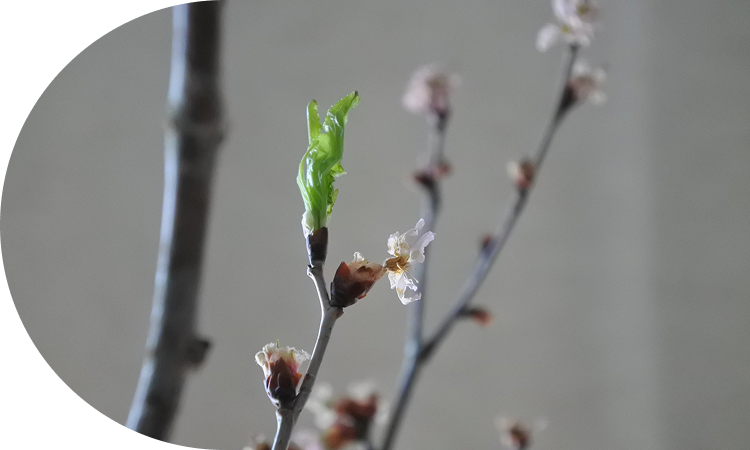 秋の訪れが誘う<br>休眠眠りを起こす促成栽培