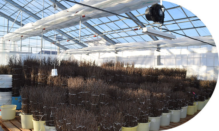 熟練の経験と技術で<br>出荷タイミングを見極め