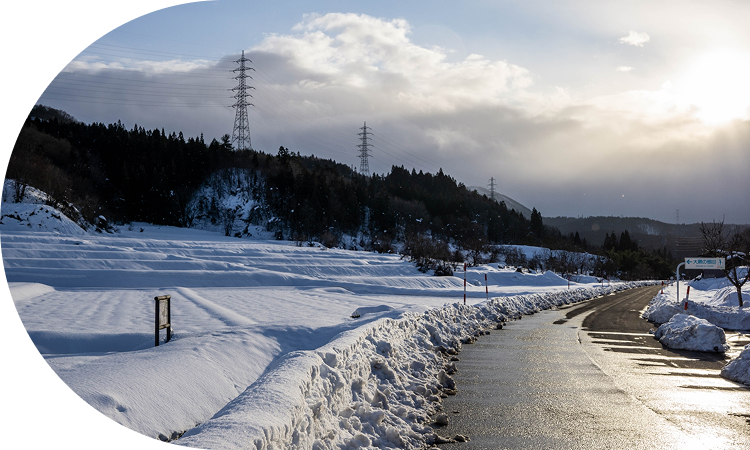 耕作放棄地で桜を栽培