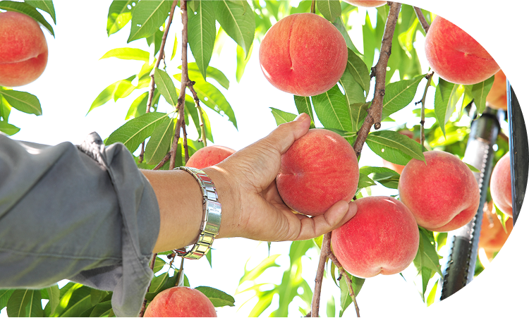 濃厚さ深める<br>収穫時期の晴れ模様