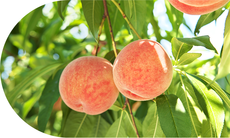 専門家が徹底チェック！<br>安心の品質