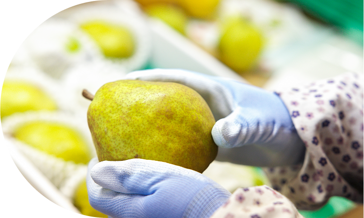 祝!GI登録!高貴な香り、<br>たっぷりな果汁、<br>なめらかな食感山形ラ・フランス!