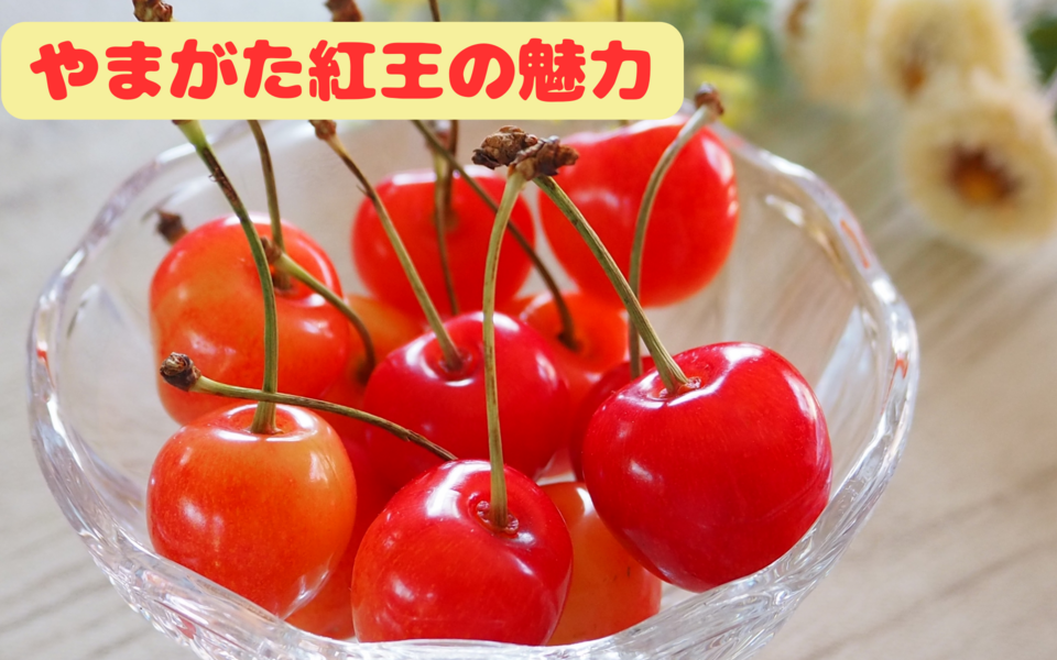 「やまがた紅王」ってどんなさくらんぼ？驚きのサイズと味の魅力を徹底解説｜佐藤錦・紅秀峰との違いや購入先まで
