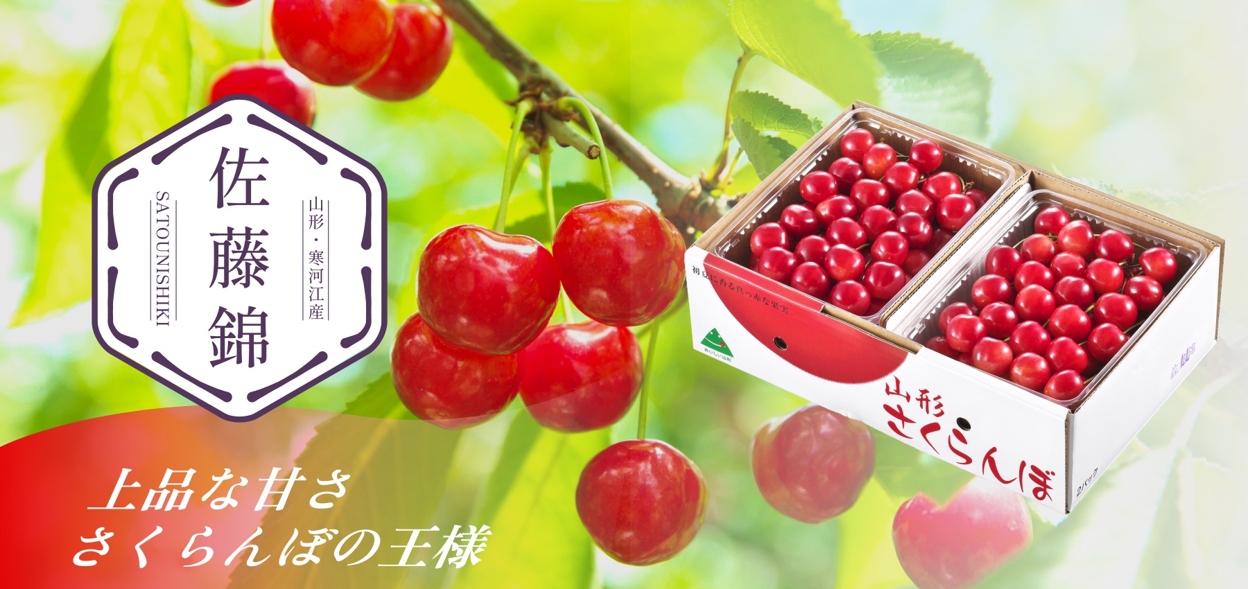 山形さくらんぼ_佐藤錦通販
