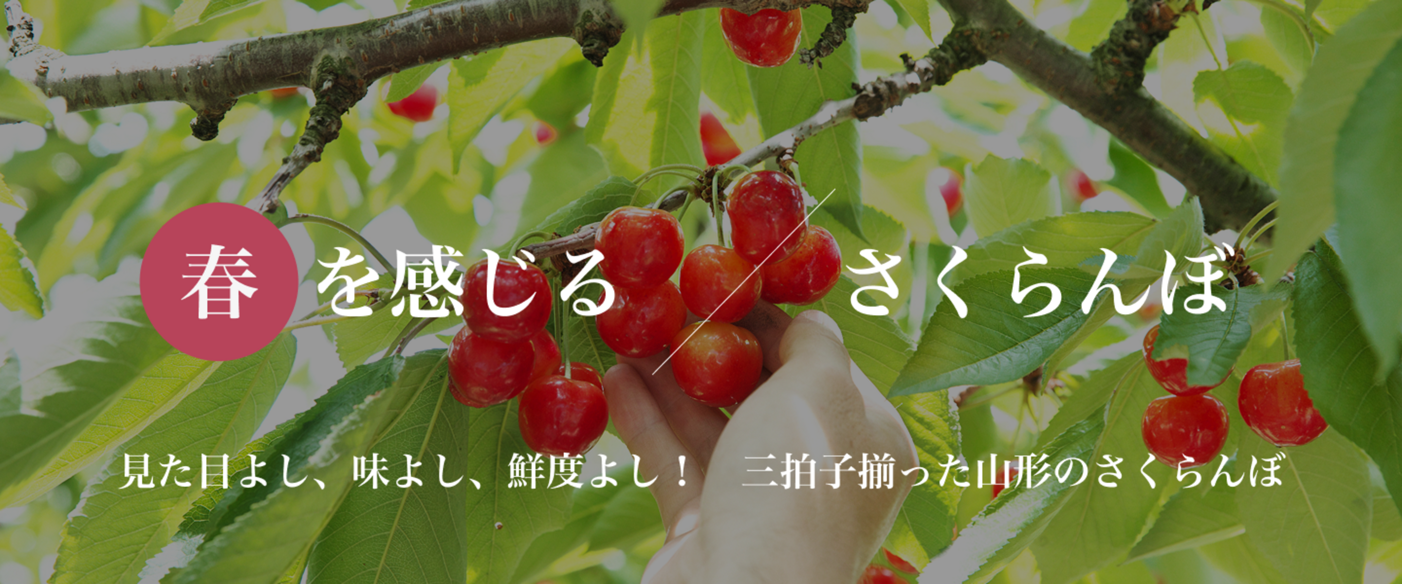 山形のさくらんぼ