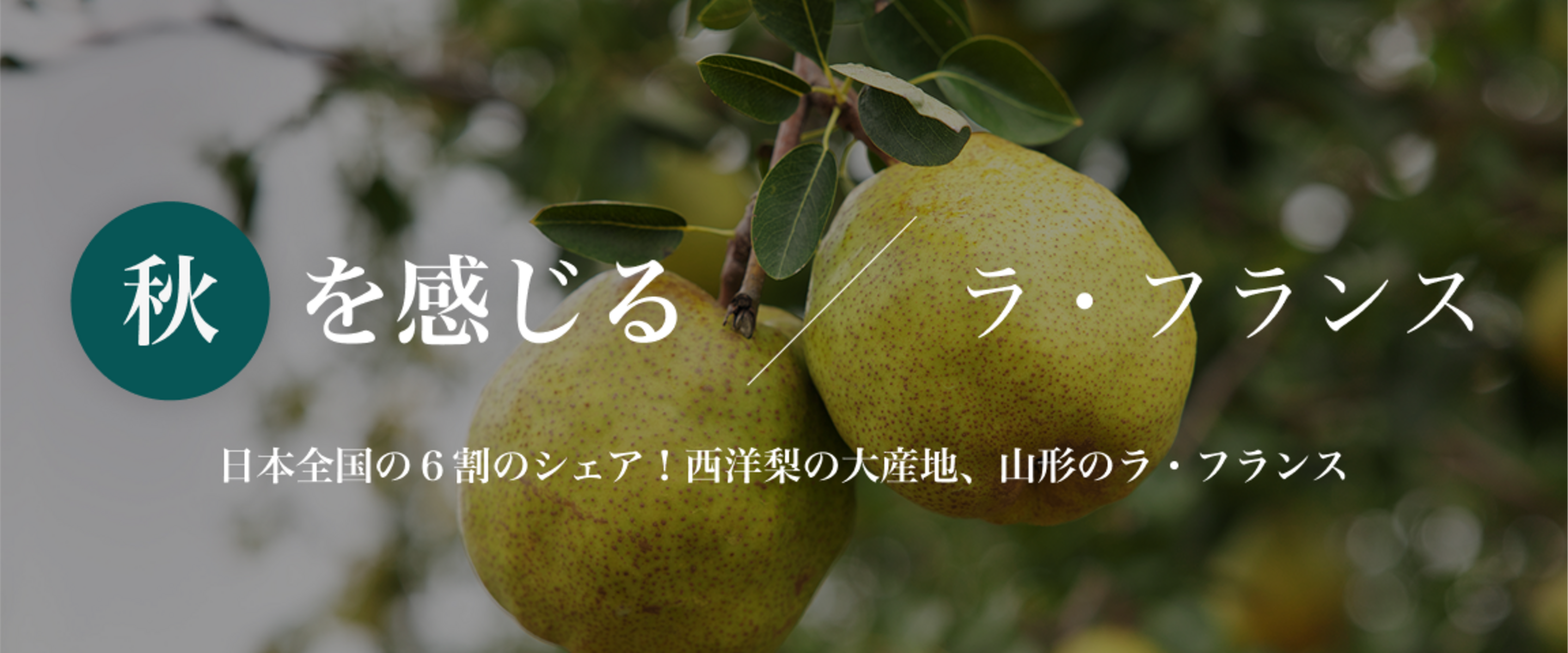 山形のラ・フランス