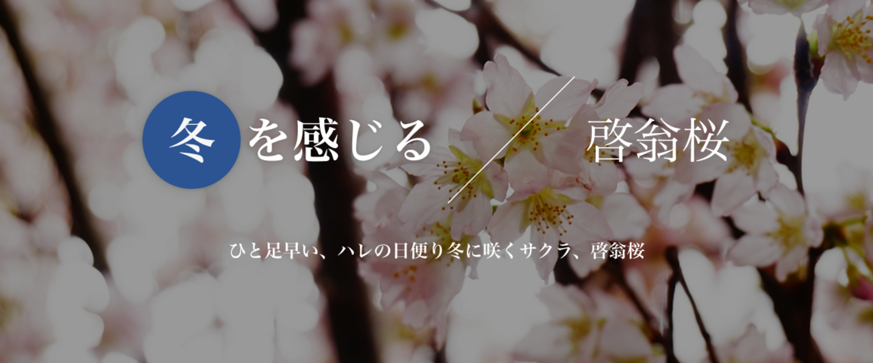 山形の啓翁桜
