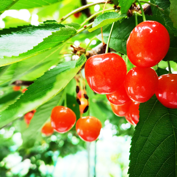 さくらさん専用　まとめ売り 専用】さくら様 さくら 専用 2点 sakura様 2点おまとめ Amazon.co.jp