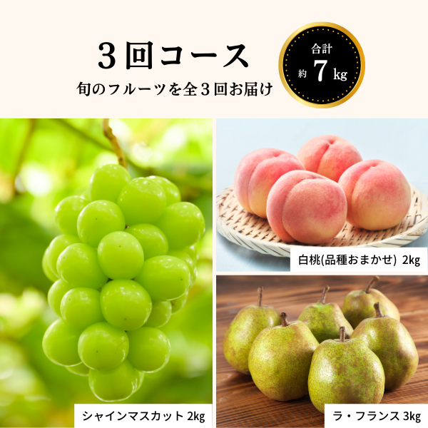 果物 GAT ジャクソンフルーツ」南アフリカ産 柑橘 約15kg（60〜90玉）産地箱
