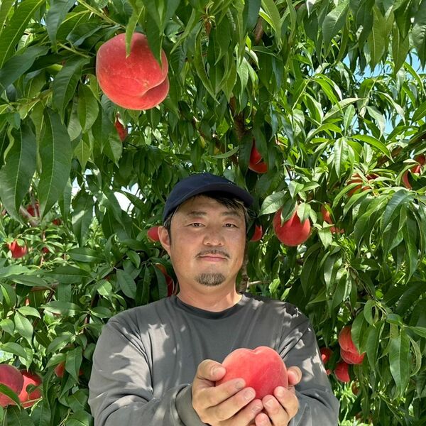 若手農家の旬彩セレクション】山形の旬の桃（白桃/固めの桃） | 【JA