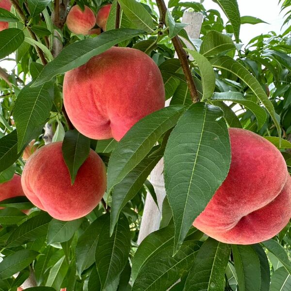 桃 ジェイエイてんどうフーズ（くだもの） 山形県産 白桃 西王母（せい