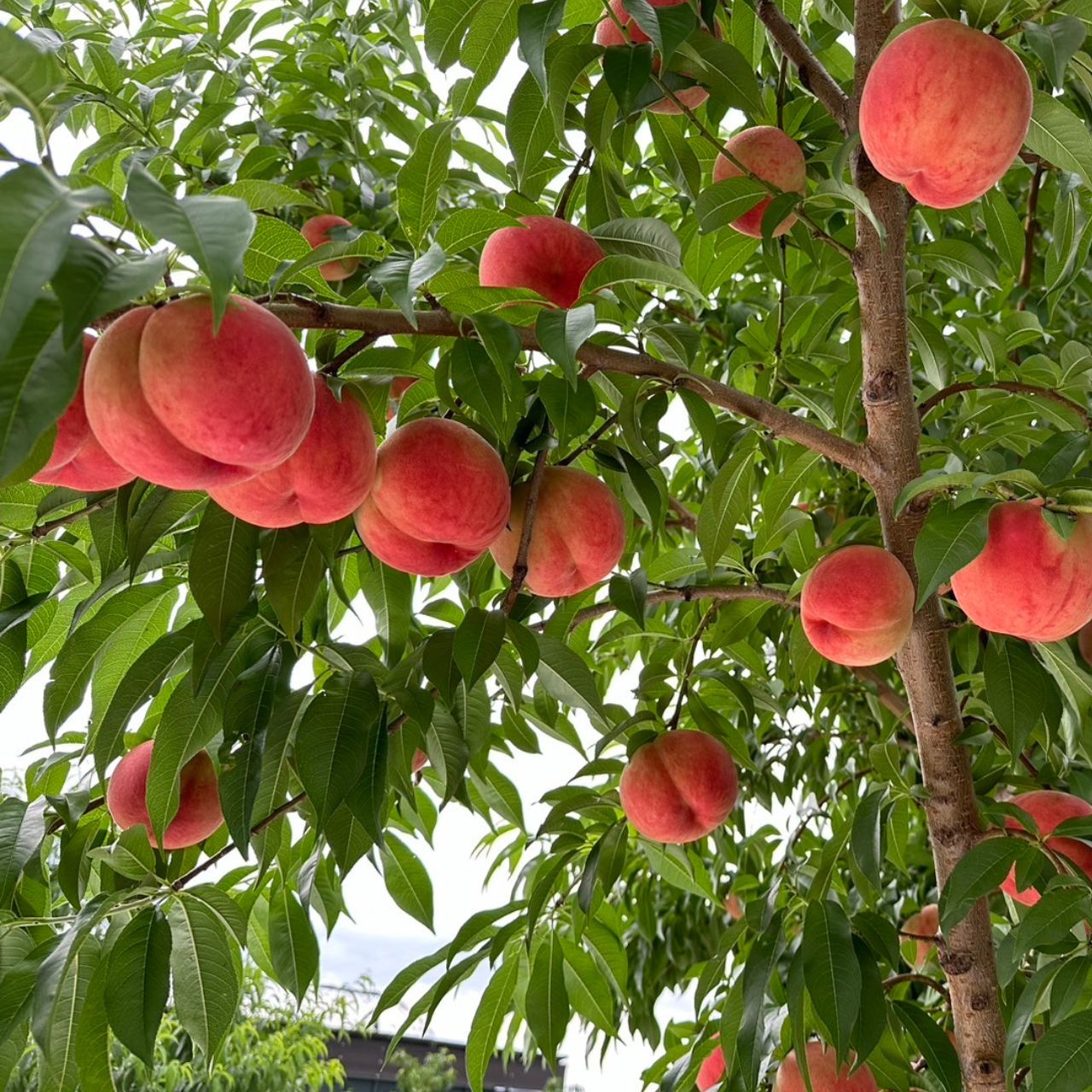 若手農家の旬彩セレクション】山形の旬の桃（白桃/固めの桃） | 【JA