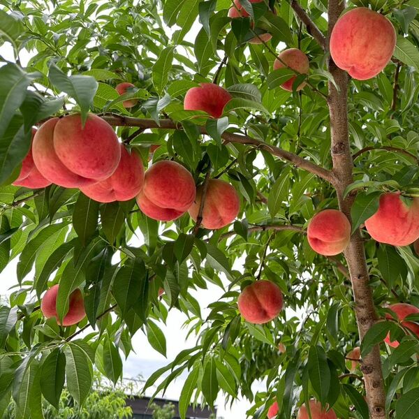 若手農家の旬彩セレクション】山形の旬の桃（白桃/固めの桃） | 【JA