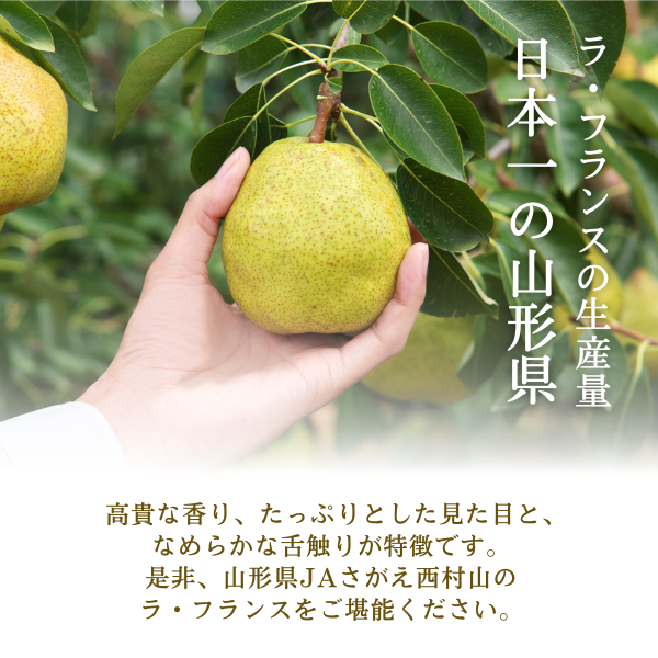 山形ラ・フランス【販売開始11/1～】の商品画像 4