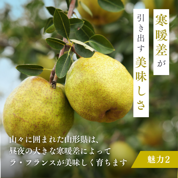 山形ラ・フランス【販売開始11/1～】の商品画像 9