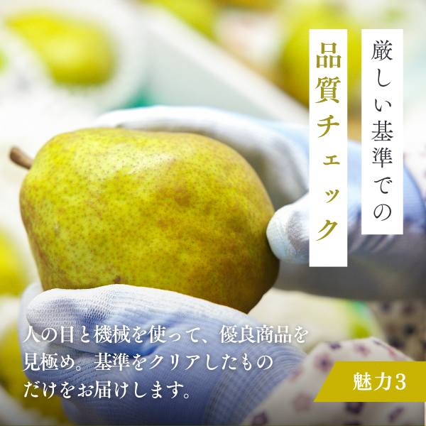 山形ラ・フランス【販売開始11/1～】の商品画像 10