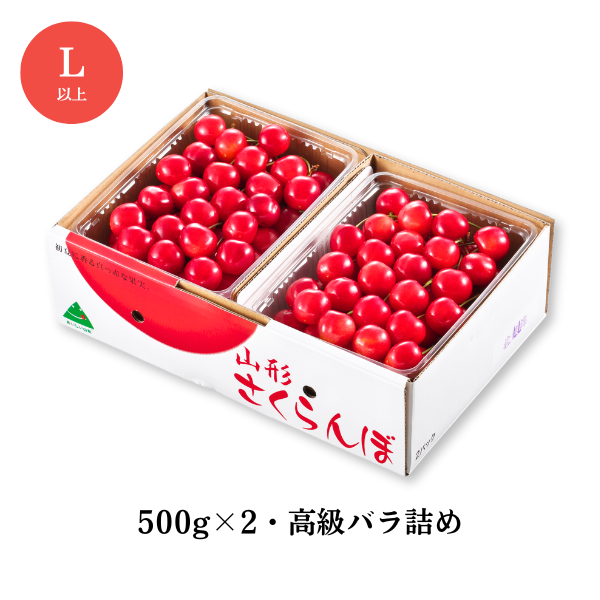 限定！早割価格】 佐藤錦 さくらんぼ | 【JA公式】山形名産品を産地