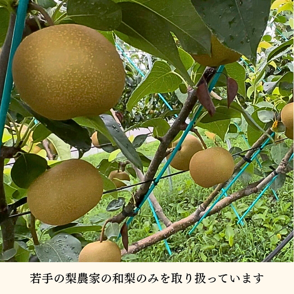 若手農家】山形和梨 - 旬彩セレクション | 【JA公式】山形名産品を産地