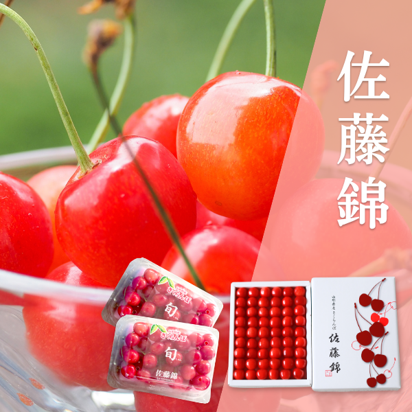 佐藤錦 さくらんぼ【山形県の中央・さがえ西村山地区から直送】