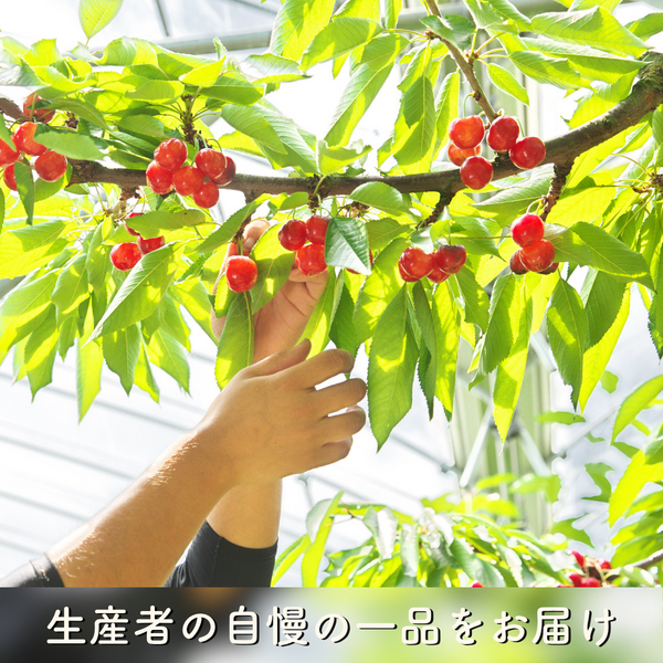 若手農家の旬彩セレクション】さくらんぼ 高級バラパック | 【JA公式