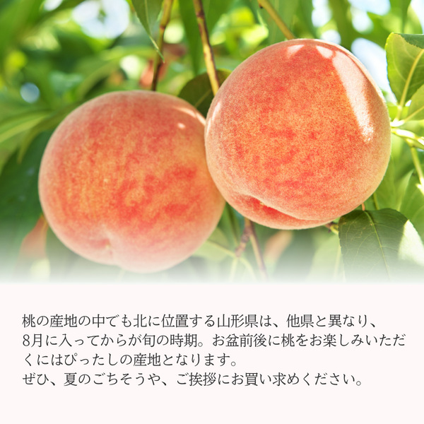 秀品】あかつき桃 (白桃) | 【JA公式】山形名産品を産地直送｜JAさがえ