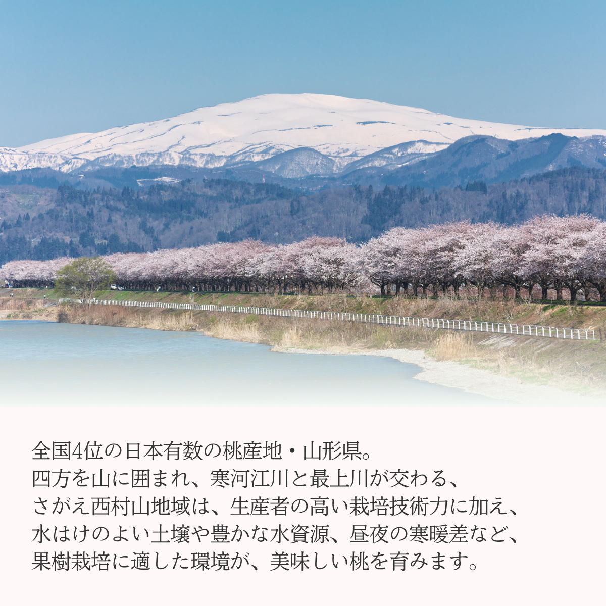 黄金桃 (黄桃・秀品)の商品画像 8