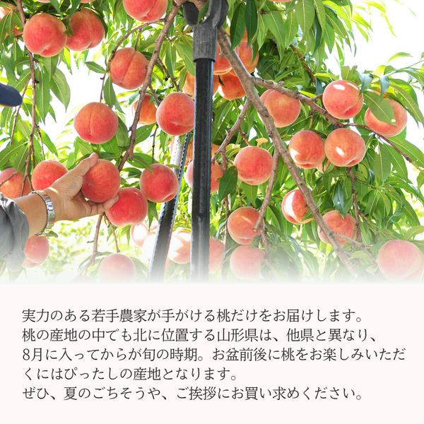 若手農家の旬彩セレクション】山形の旬の桃（白桃/固めの桃） | 【JA