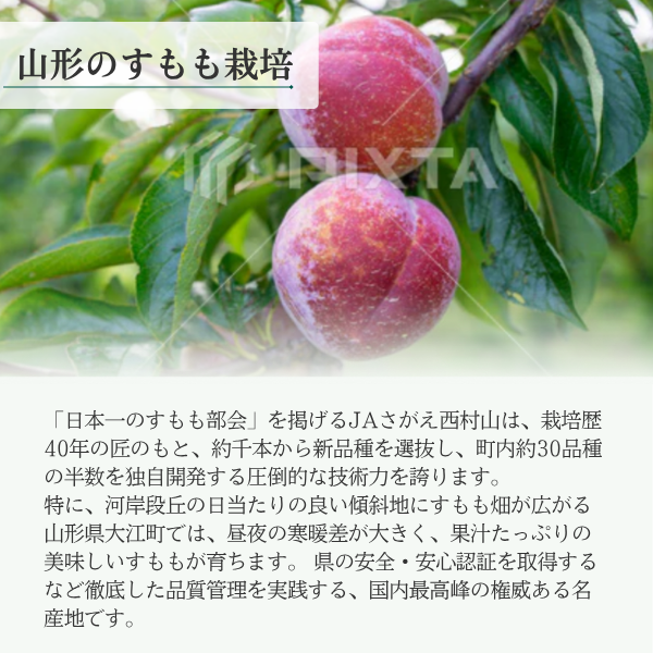 サンルージュ (すもも)の商品画像 4