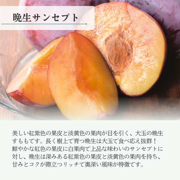 晩生サンセプト（すもも）の商品画像 2
