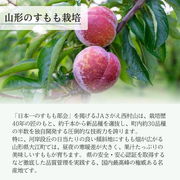 晩生サンセプト（すもも）の商品画像 3