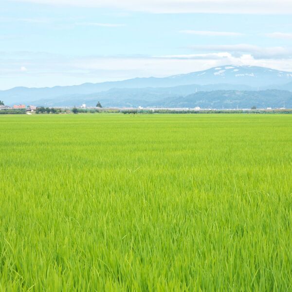 山採り 蝦夷松 冬囲い前の特別価格 JAさがえ西村山 令和7年産 山形さがえ産特別栽培米 つや姫ヴィラージュ
